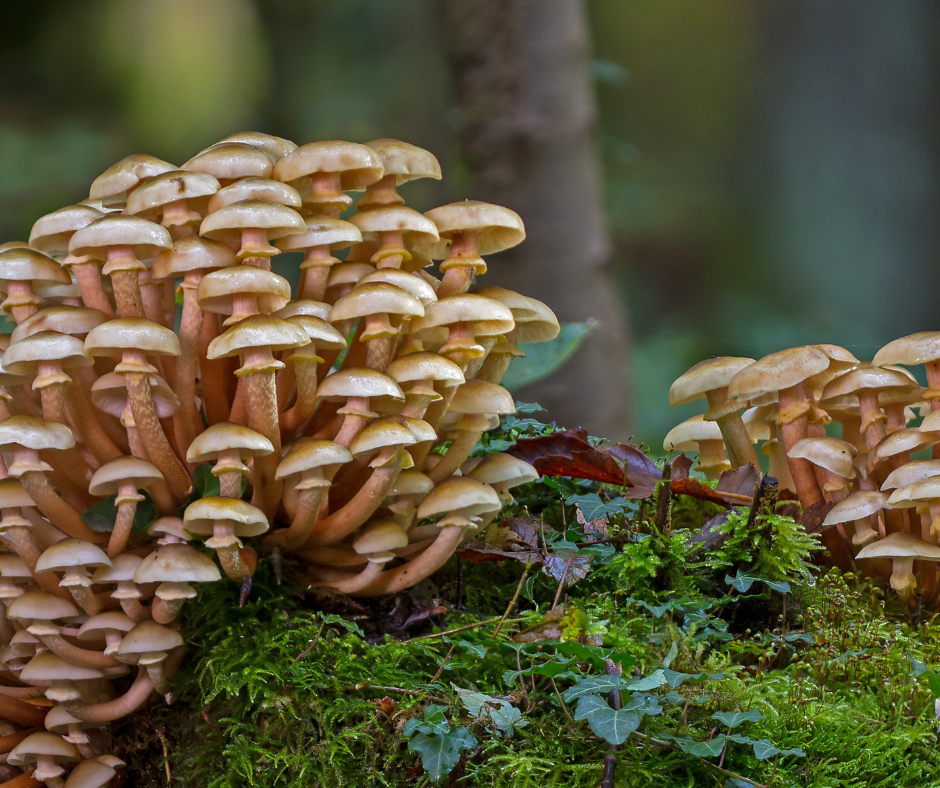 Unlocking the Power of Medicinal Mushrooms: Lion’s Mane, Reishi, Turkey Tail & Tremella